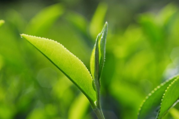 Weißer Tee Geschenkset