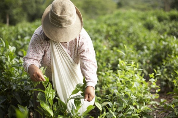 Schwarzer Tee Geschenkset