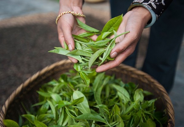 Pu Erh Tee Geschenkset