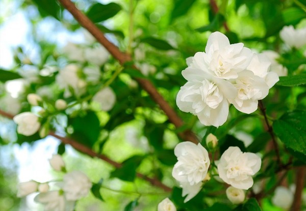 Jasmine Tee Geschenk Set