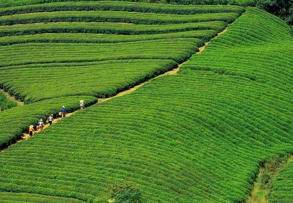 Oolong Tee Geschenkset
